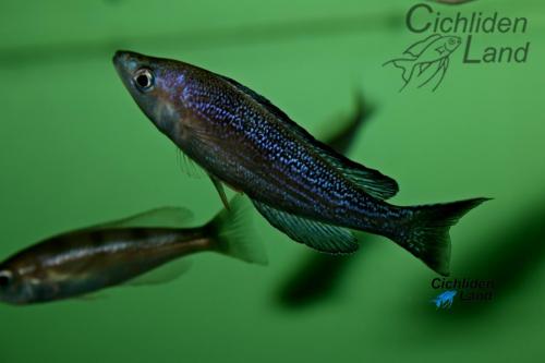 Cyprichromis microlepidotus black kiriza
