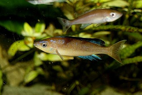 Cyprichromis microlepidotus karilani