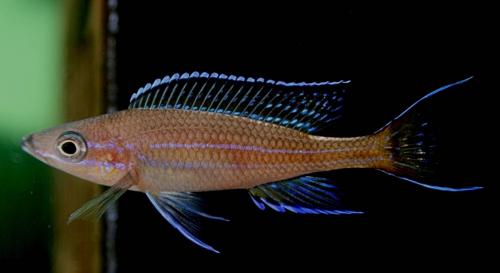 Paracyprichromis blue neon tanzania south