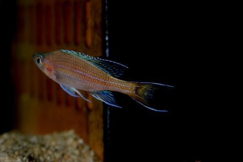 Paracyprichromis blue neon tanzania south