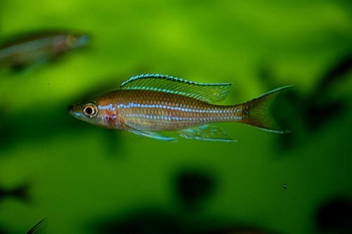 Paracyprichromis blue neon tanzania south4
