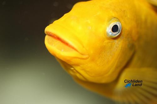 Petrochromis yellow moshi