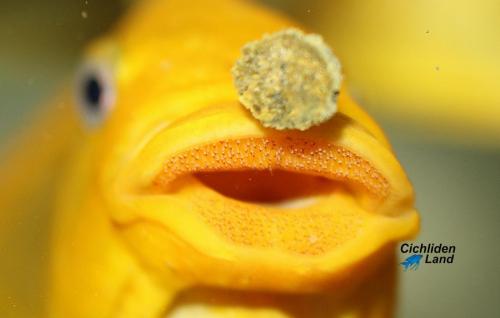 Petrochromis yellow moshi