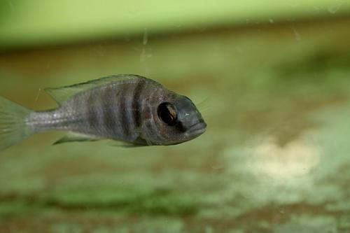 Placidochromis phenochilus tanzania